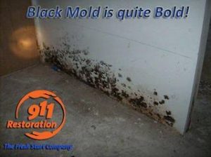 911 Restoration of Ventura County Black Mold